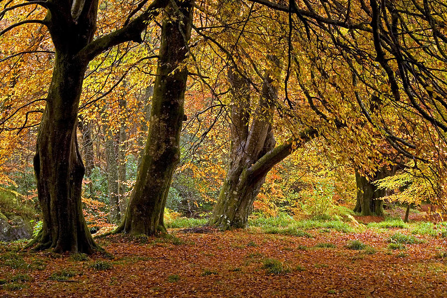 Autumn Beeches in the Trossachs Photograph by John McKinlay