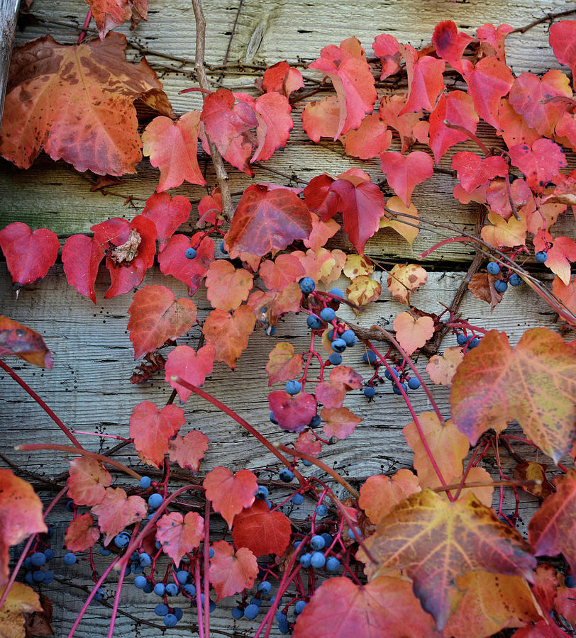 Autumn Berries 3 Photograph by Bonfire Photography