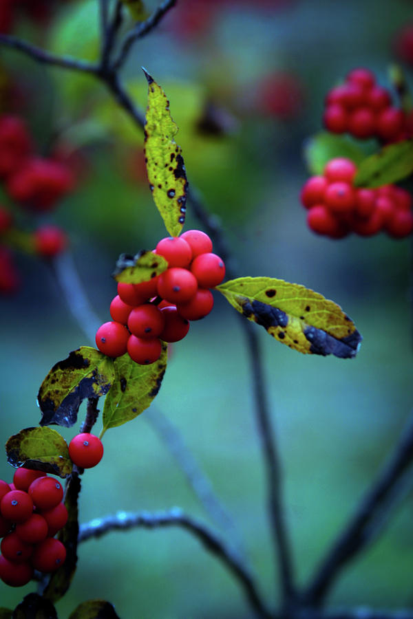 Autumn Berries 5570 H_2 Photograph by Steven Ward