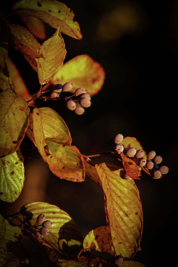 Autumn Berries 6043 H_2 Photograph by Steven Ward