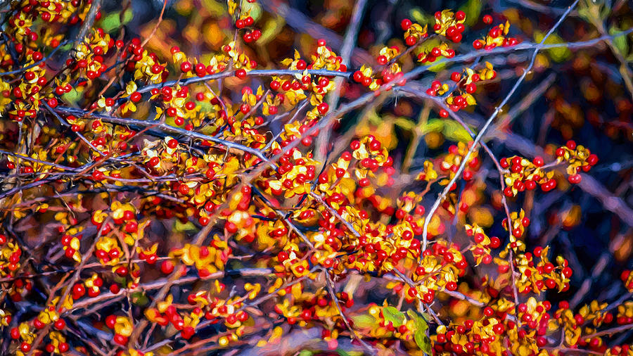 Fall Photograph - Climbing Bittersweet Cluster by Black Brook Photography