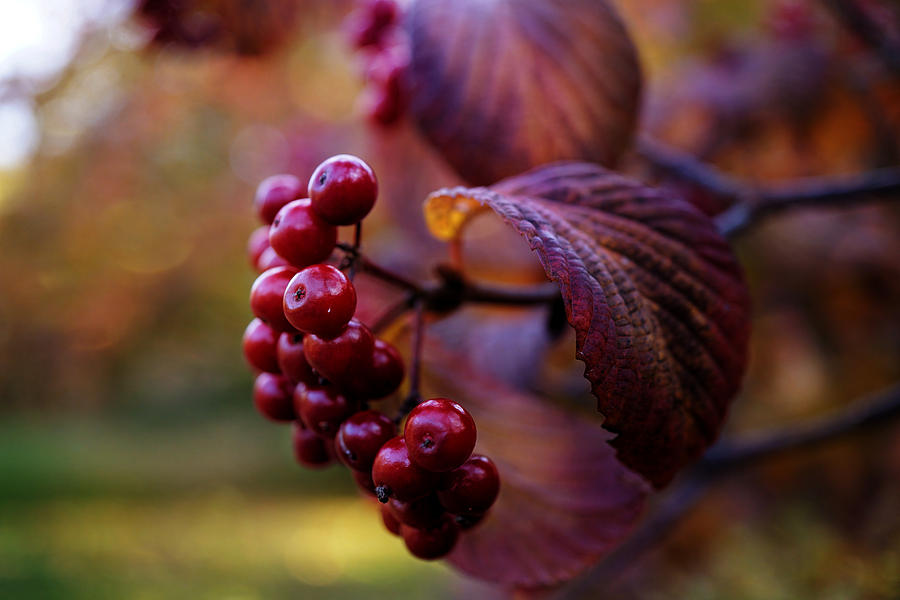 Autumn Berries Photograph by Lilia S
