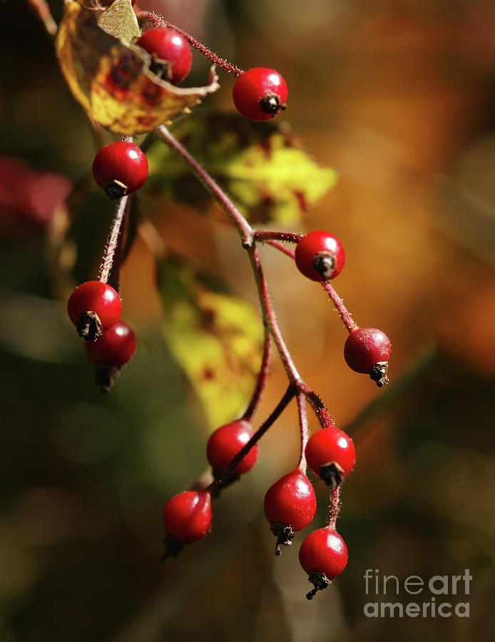 Autumn Berries Photograph by Linda Shafer