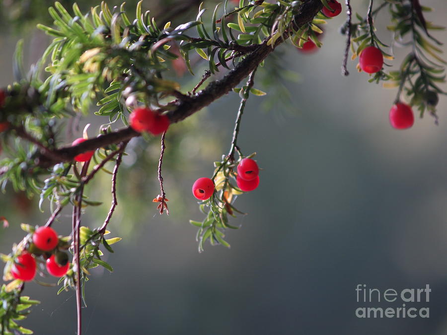 Nature Photograph - Autumn Berries by Rebecca Fyfe