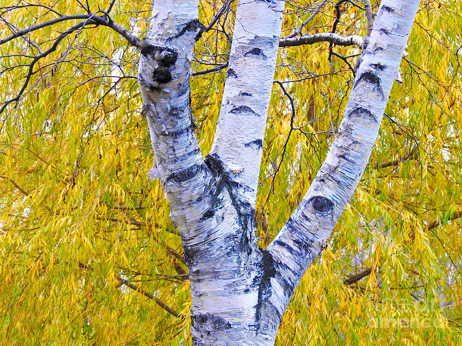  Autumn Birch Photograph by Beth Myer Photography