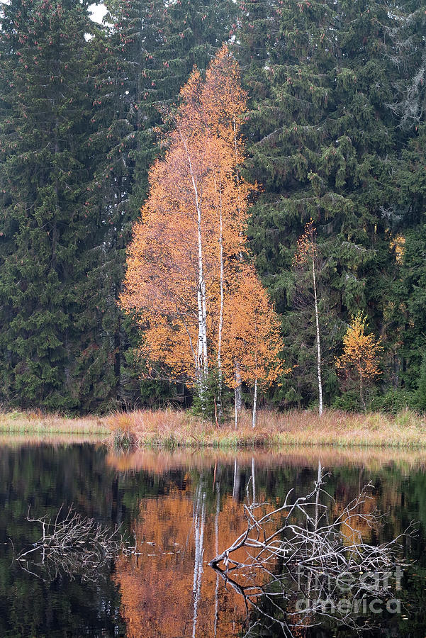 Autumn Birch by the Lake Photograph by Michal Boubin