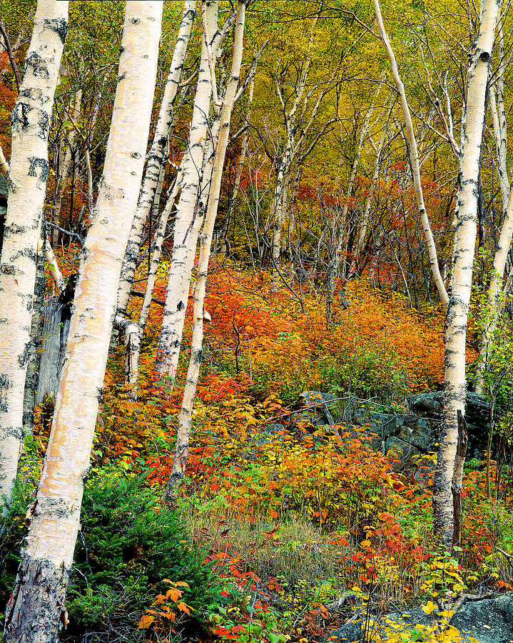 Autumn Birch Photograph by Frank Houck