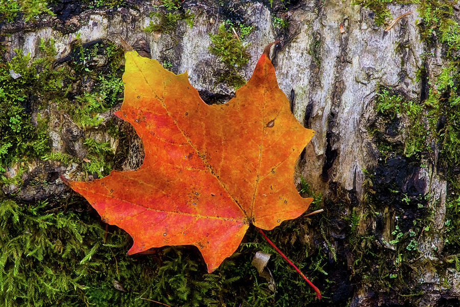 Fall Photograph - Autumn Birch by Heather Kenward