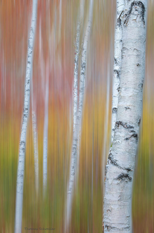 Autumn Birch Impressions Photograph by TS Photo