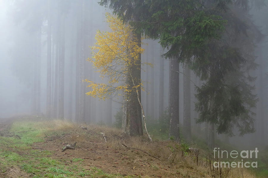 Autumn birch in coniferous forest Photograph by Michal Boubin