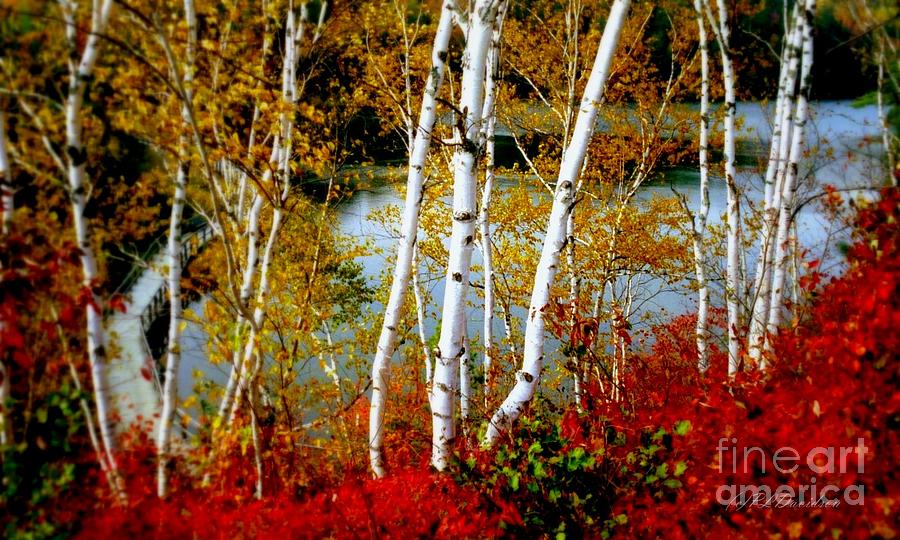 Autumn Birch Lake View Photograph by Pat Davidson