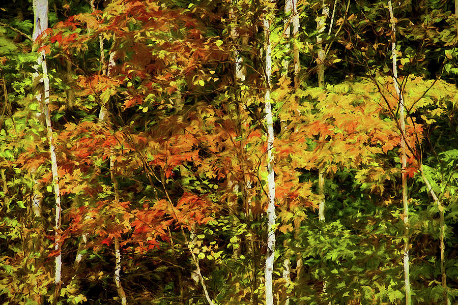 Autumn Birch Leaves Digital Art by Terry Davis