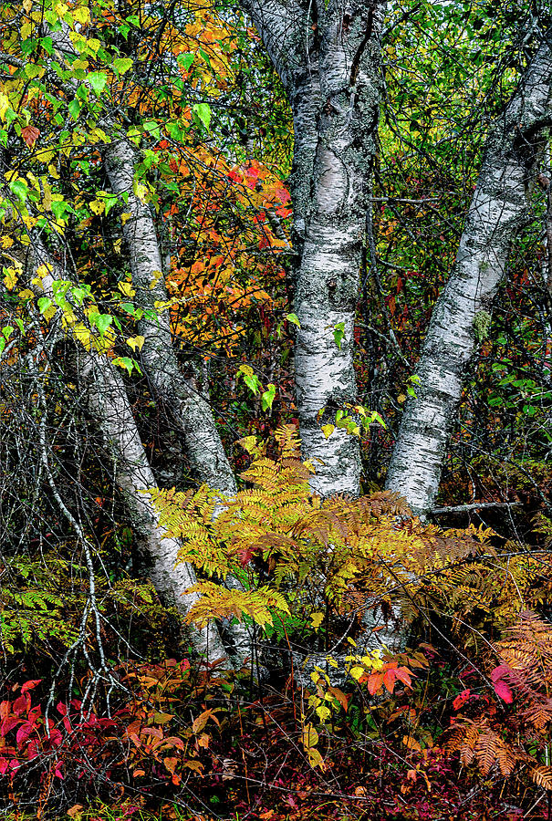 Autumn Birch Photograph by Marty Saccone