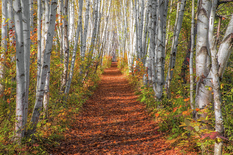 Autumn Birch Path Photograph by White Mountain Images