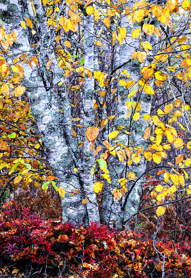 Autumn Birch Tapestry Photograph by Marty Saccone