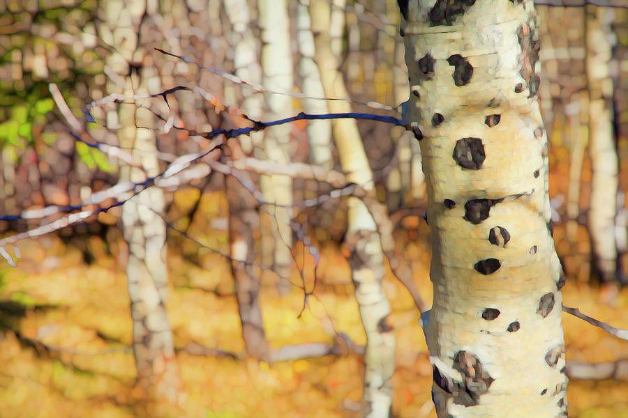 Autumn Birch Photograph by Theresa Tahara