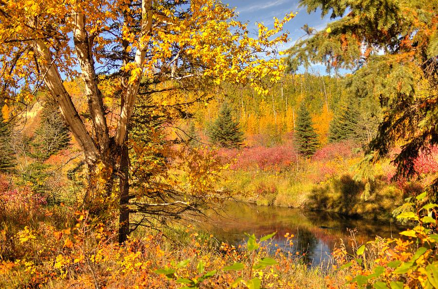 Autumn Birch Tree Photograph by Jim Sauchyn