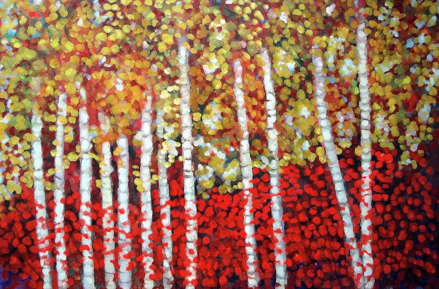 Autumn Birch Trees Painting by Katy Hawk