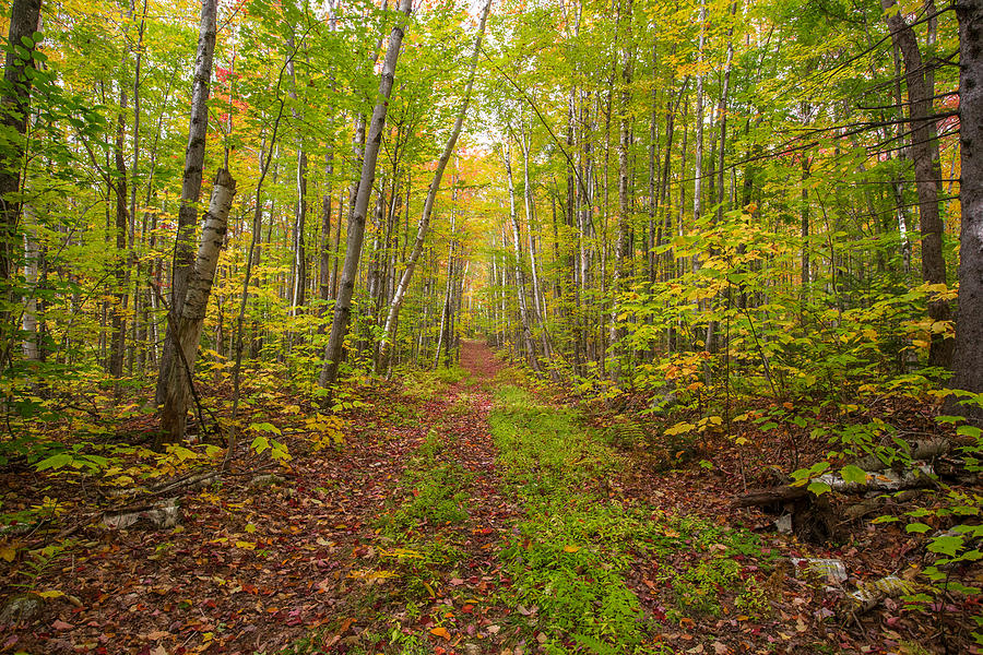 Autumn Birch Woods Photograph by White Mountain Images