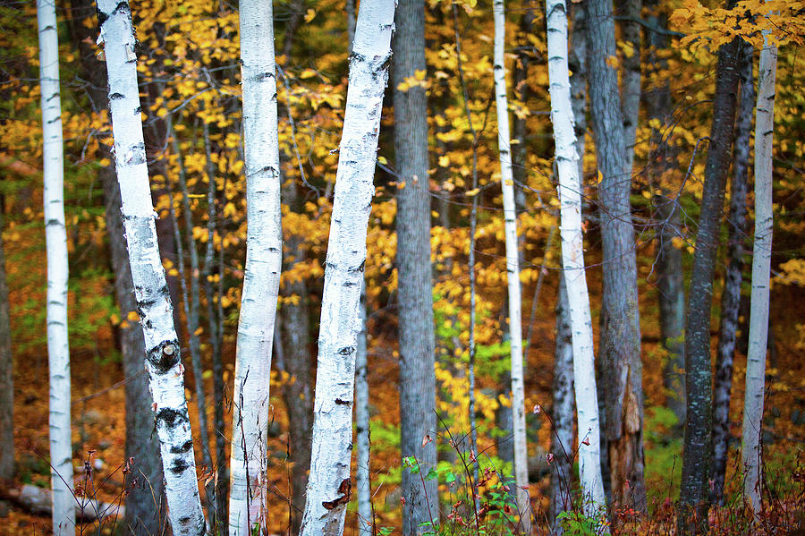 Autumn Birches Photograph by Eric Gendron