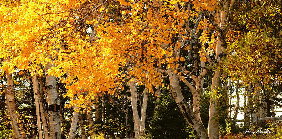 Autumn Birches Photograph by Harry Moulton