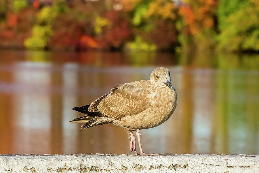 Autumn Bird Photograph by Cathy Kovarik