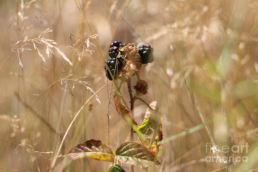 Autumn Blackberries Photograph by Jackie Tweddle - Fine Art America