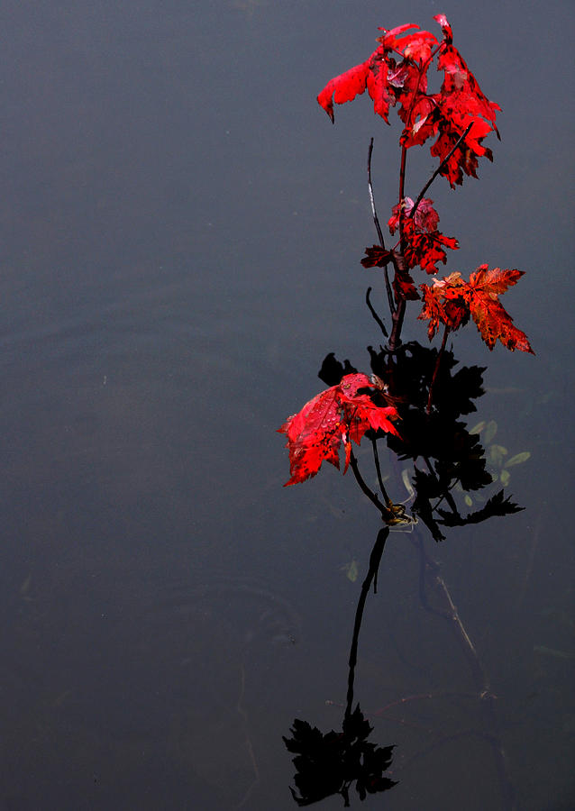 Autumn Blaze Photograph by Debbie Oppermann