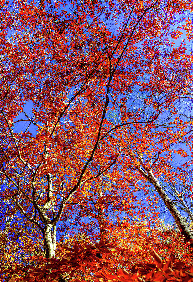 Autumn Leaves Photograph - Autumn Blaze by Karen Wiles