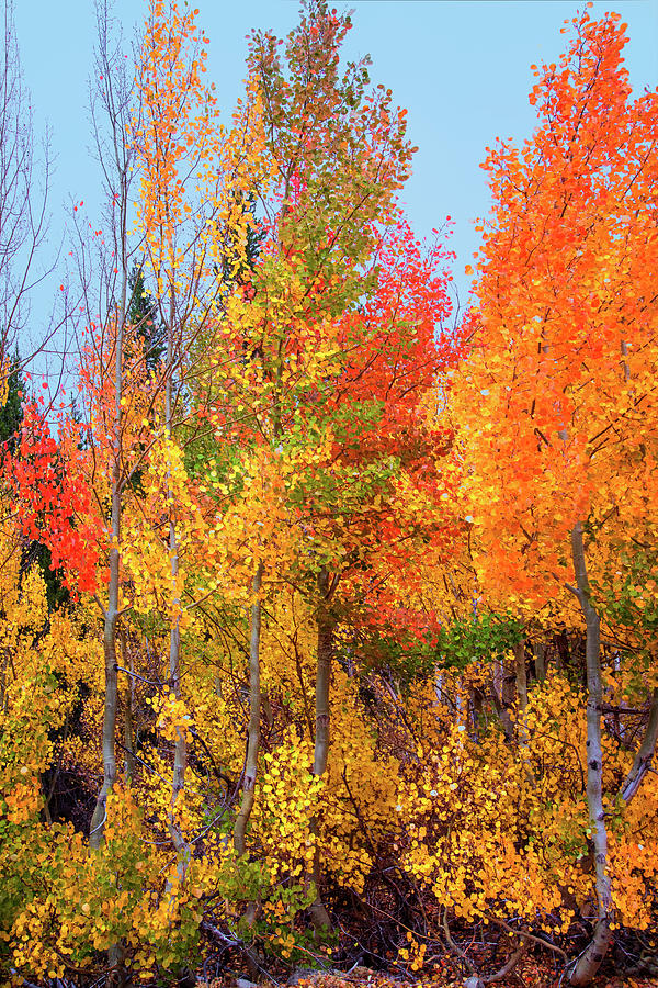 Landscape Photograph - Autumn Blaze by Lynn Bauer
