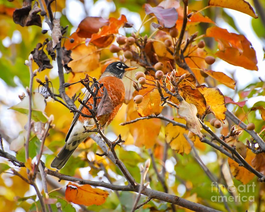 Autumn Blends Photograph by Kerri Farley