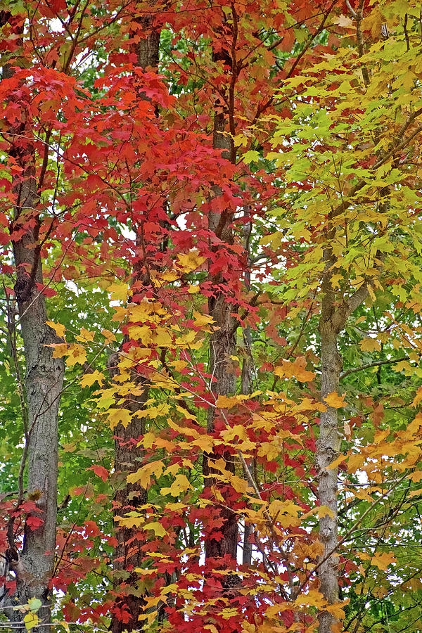 Autumn Blessing on Trail to North Beach Park in Ottawa County, Michigan Photograph by Ruth Hager