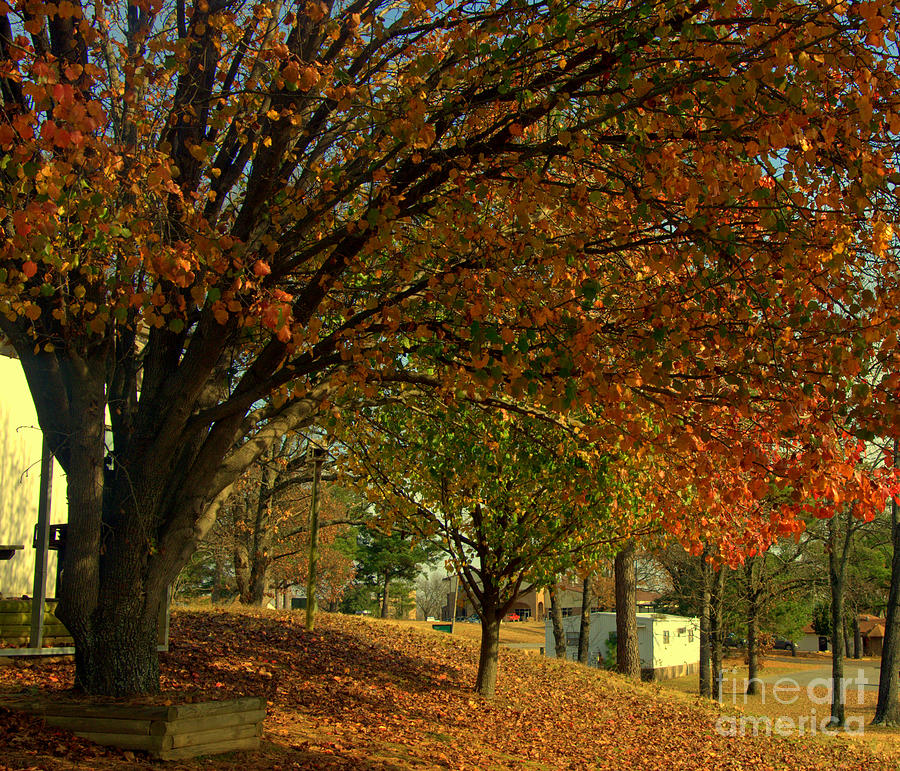 Tree Photograph - Autumn Bliss by Misty Achenbach