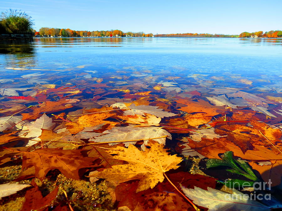 Autumn Bliss of Michigan October Fallen Leaves Photograph by Jack