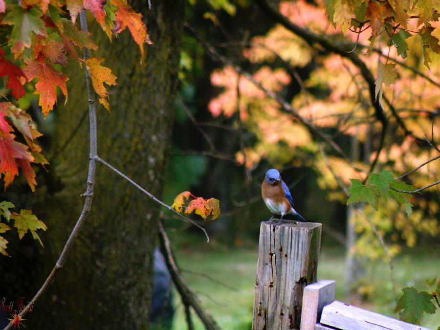 Autumn Blue Bird Photograph by Scott Hovind