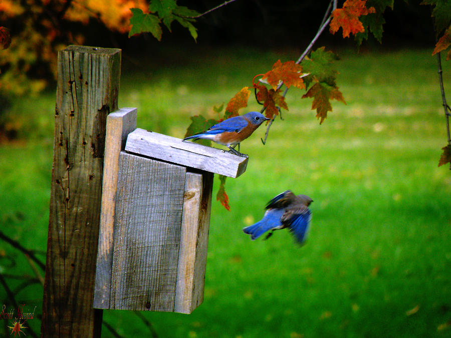 Autumn Blue Birds Photograph by Scott Hovind