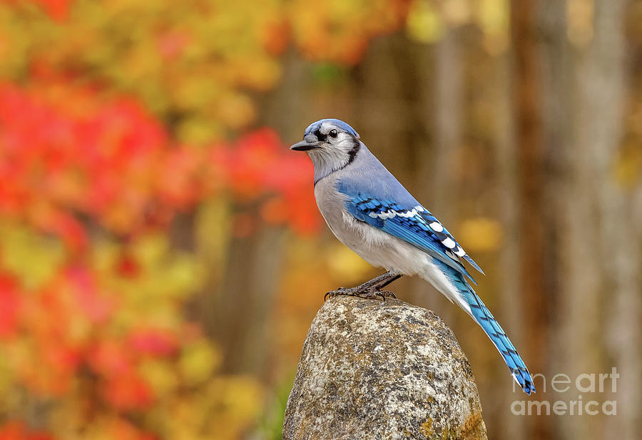 Bird Photograph - Autumn Blue Jay  by Alan Schroeder