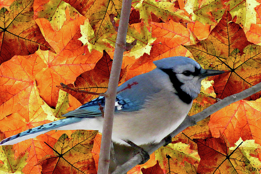 Autumn Blue Jay Mixed Media by Debra     Vatalaro