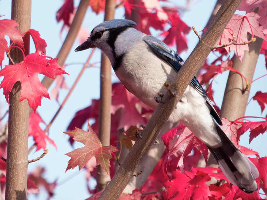 Autumn Blue Jay 1 Photograph by Leslie Montgomery