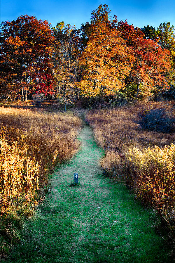 Tree Photograph - Autumn Blue Ridge Hiking by Dan Carmichael