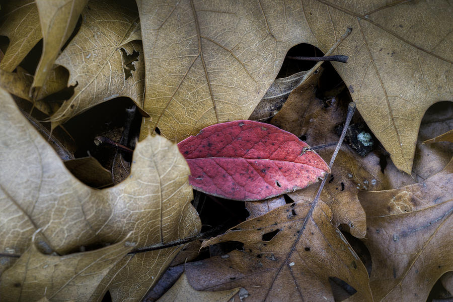 Autumn Blueberry  Photograph by Steve Gravano