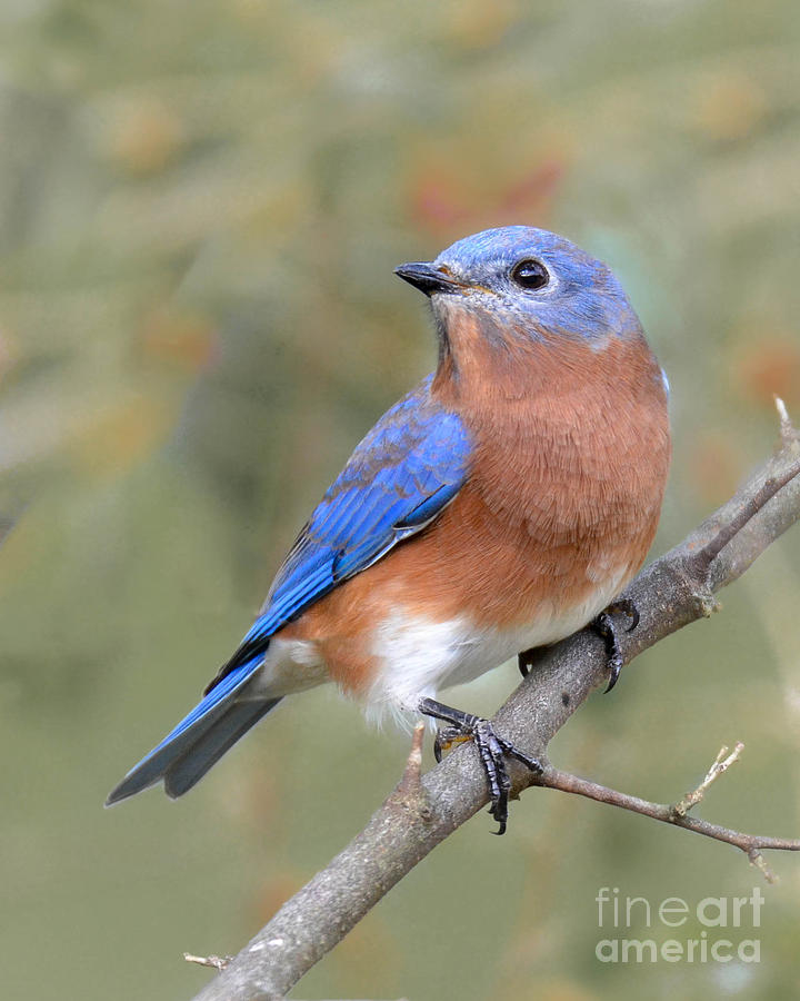 Autumn Bluebird2 Photograph by Amy Porter Autumn Bluebird2 Photograph by Amy Porter
