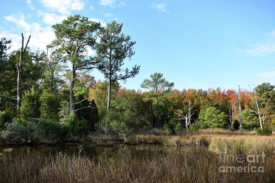Tree Photograph - Autumn Bog by Skip Willits