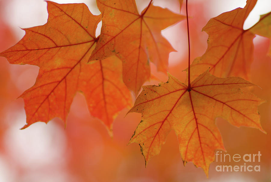 Autumn Bokeh Photograph by Nick Boren