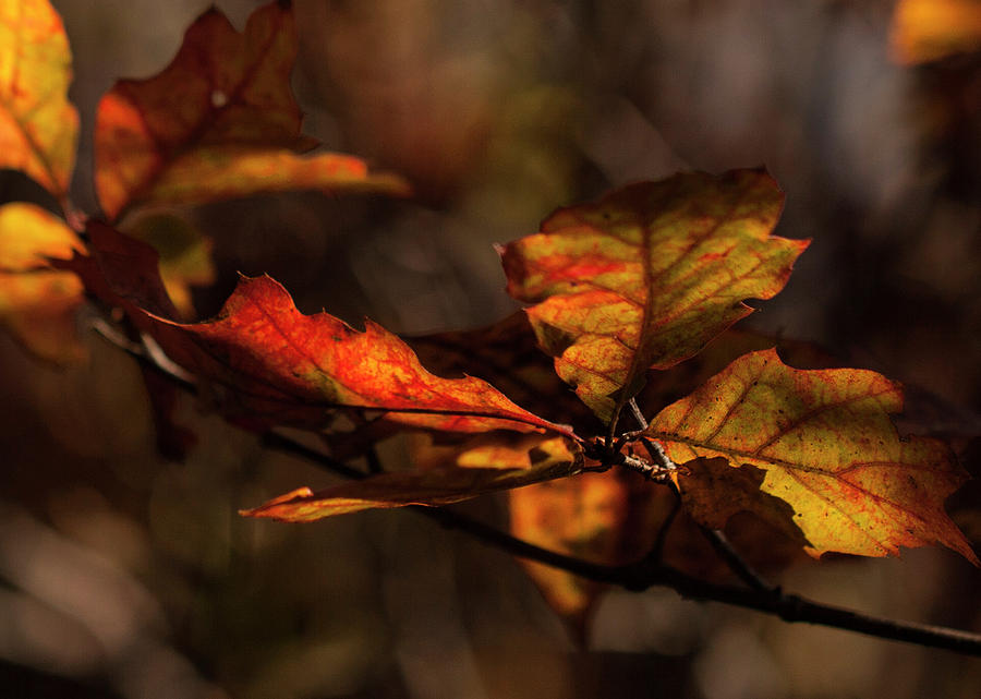 Fall Photograph - Autumn Bokeh  by Ron Wiltse