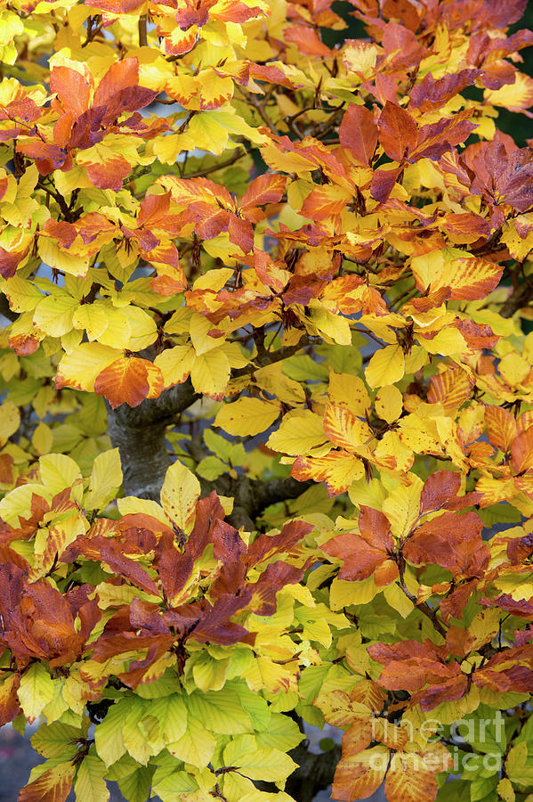 Autumn Bonsai Beech Tree Leaves Photograph by Tim Gainey