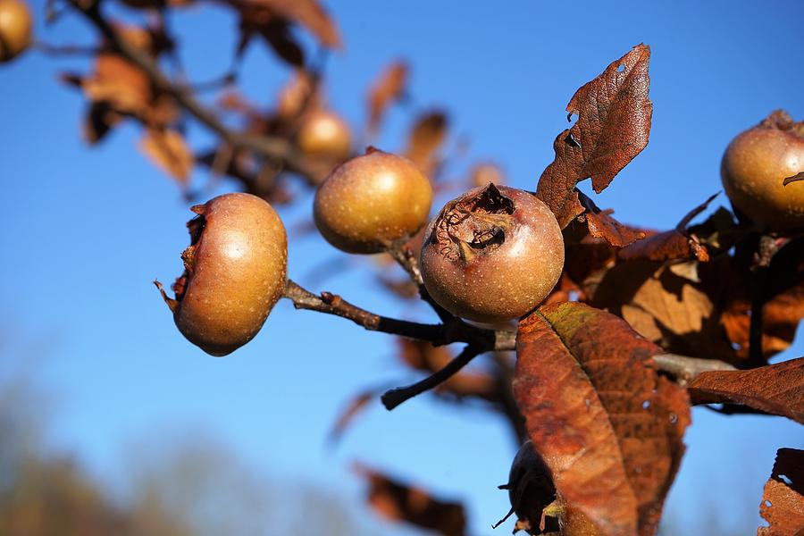 Autumn Photograph - Autumn bounty by Christian Trajkovski Autumn Photograph - Autumn bounty by Christian Trajkovski