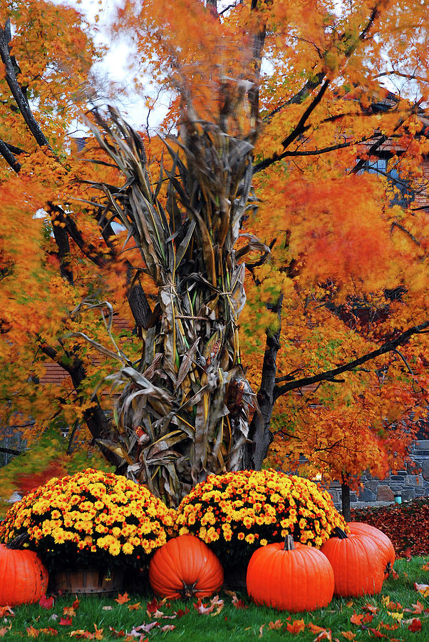 Autumn Bounty, Pumpkins and mums Photograph by James Kirkikis
