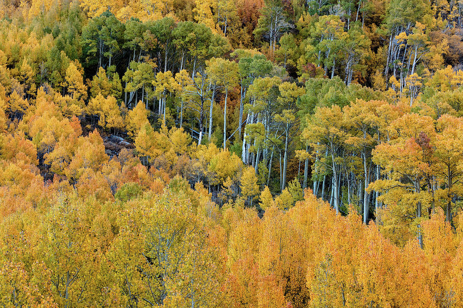 Autumn Bounty by Stuart Gordon Autumn Bounty by Stuart Gordon
