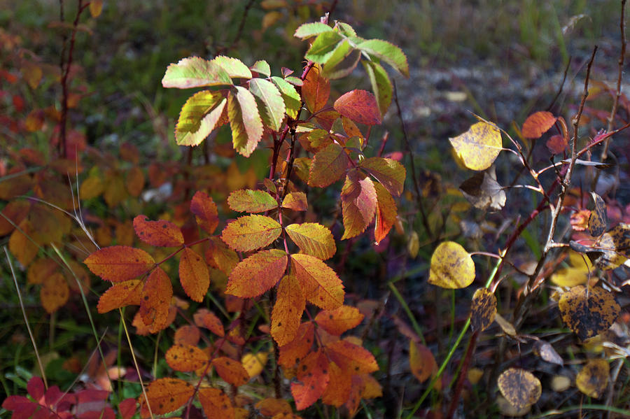 Autumn Bouquet Photograph by Cascade Colors